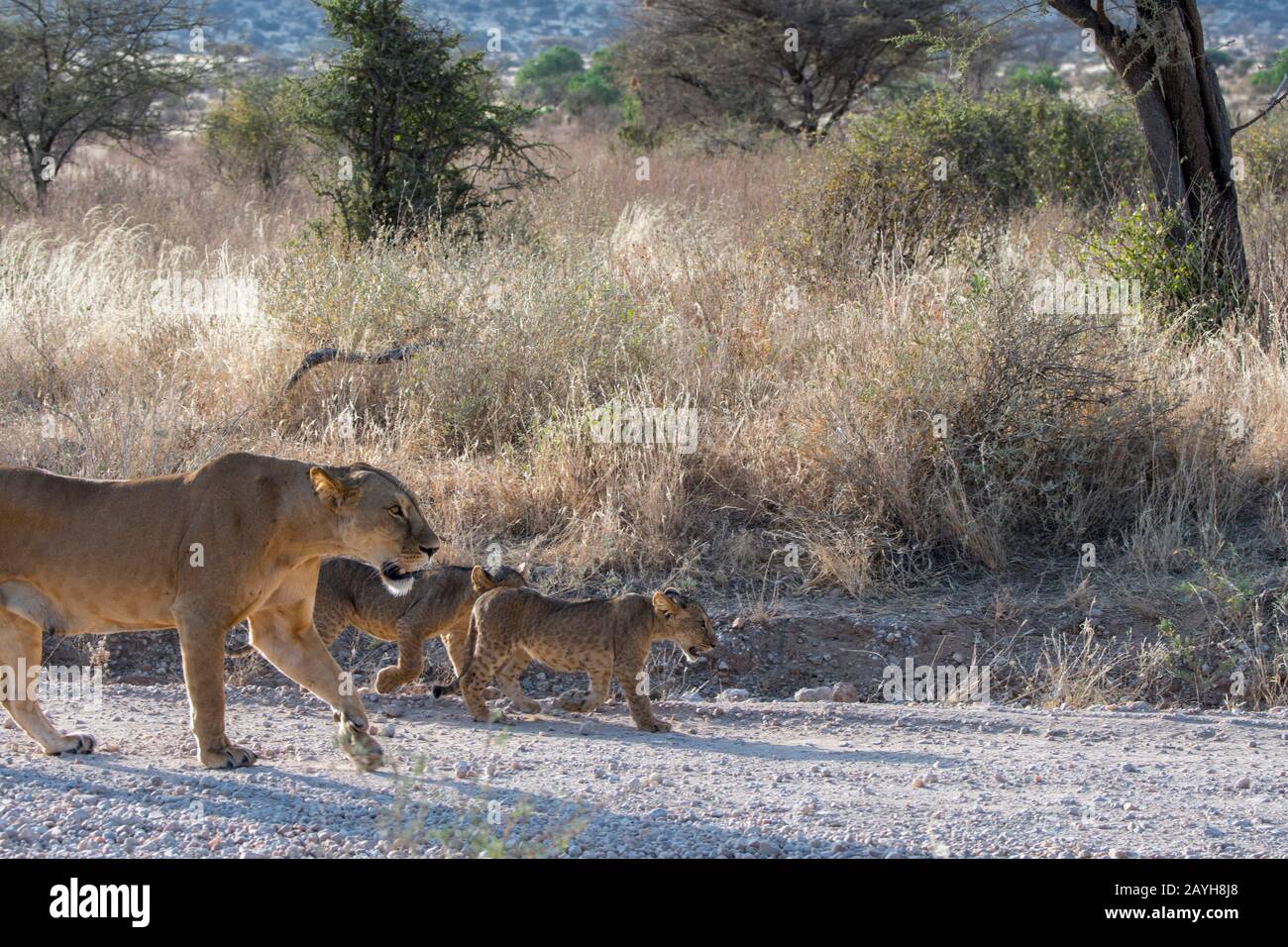 A lioness and her cubs (Panthera leo) walking on a road in the Samburu ...
