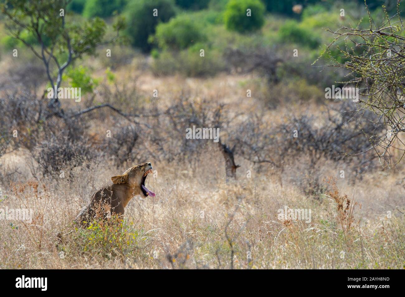 A lioness (Panthera leo) sitting in the grass yawning in the Samburu National Reserve in Kenya. Stock Photo