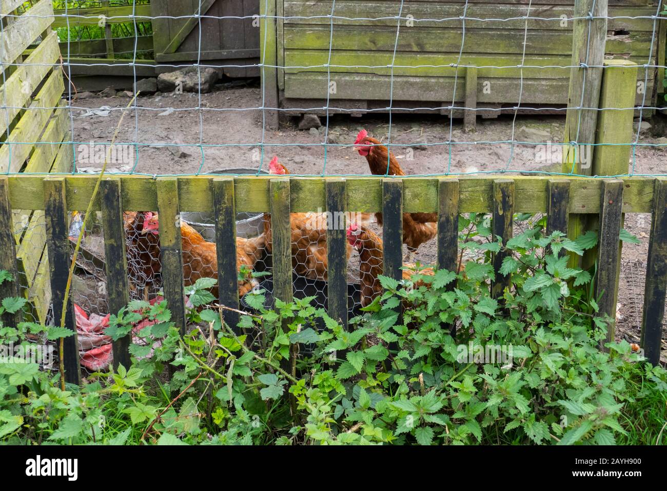 Hühner in einem Gehege, draußen in Bodenhaltung Stock Photo