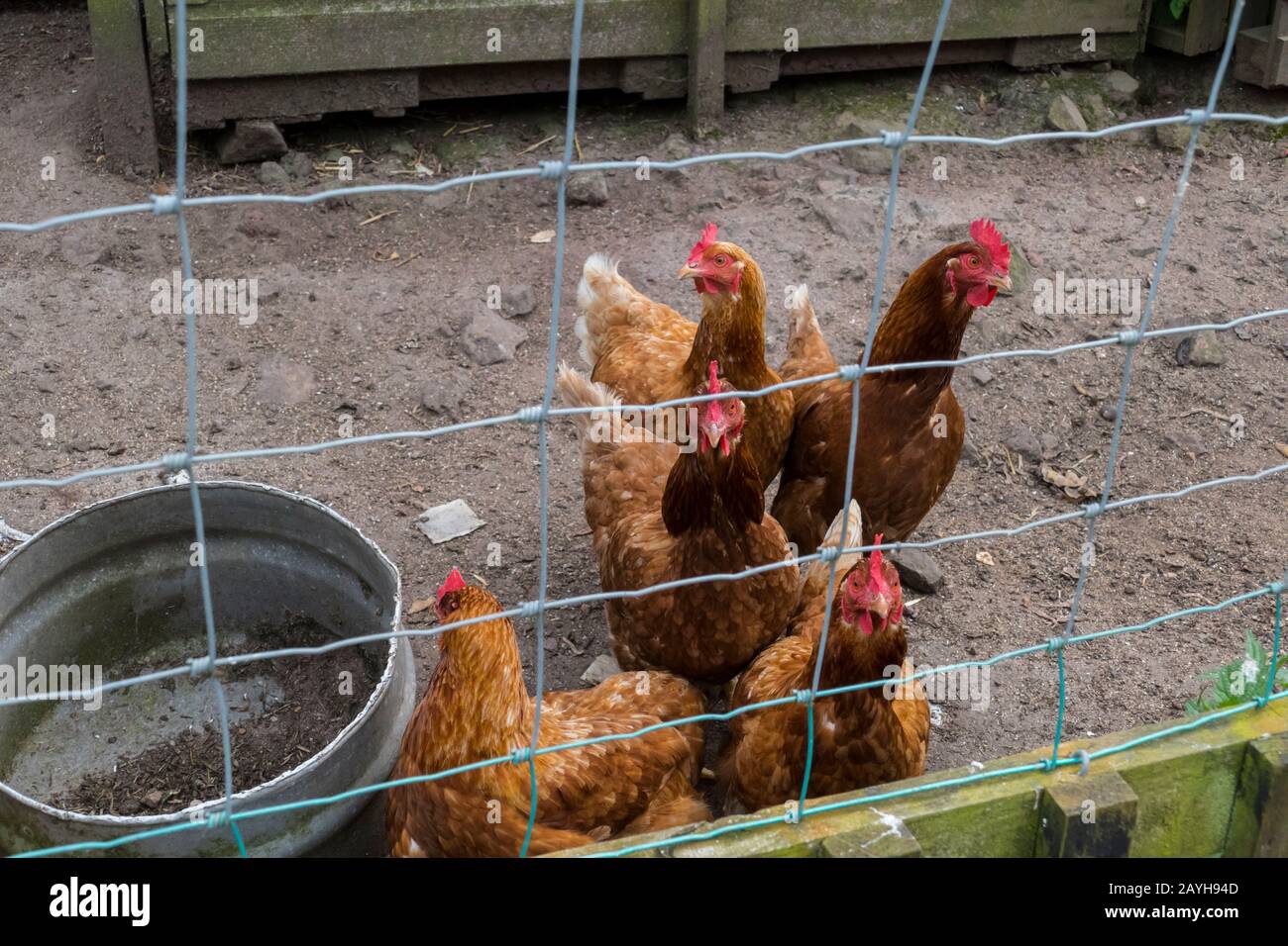 Hühner in einem Gehege, draußen in Bodenhaltung Stock Photo