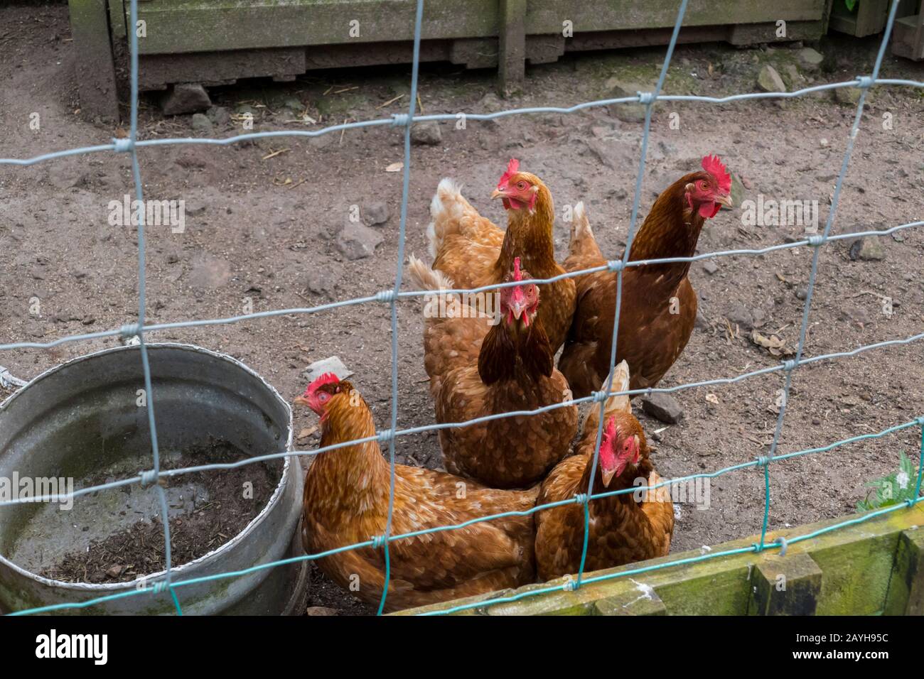 Hühner in einem Gehege, draußen in Bodenhaltung Stock Photo