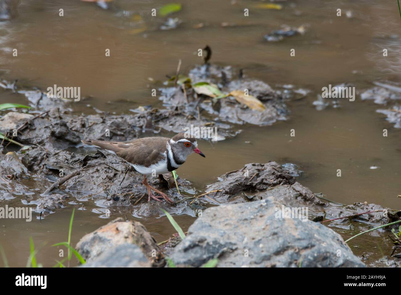 A three-banded plover or three-banded sandplover (Charadrius tricollaris) looking for food at a pond in the Masai Mara National Reserve in Kenya. Stock Photo