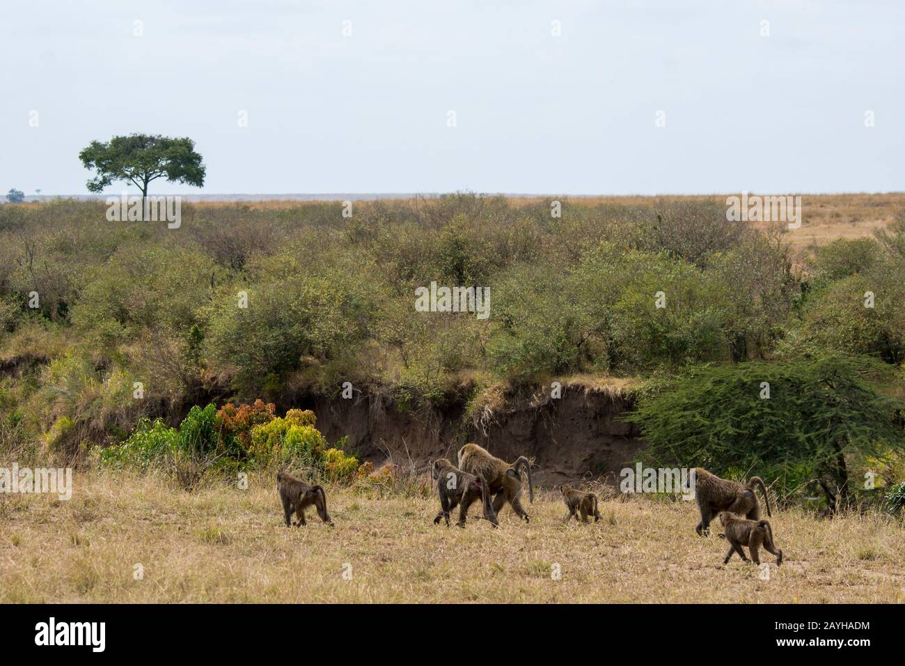 Olive baboons (Papio anubis), also called the Anubis baboon, in he Masai Mara National Reserve in Kenya. Stock Photo