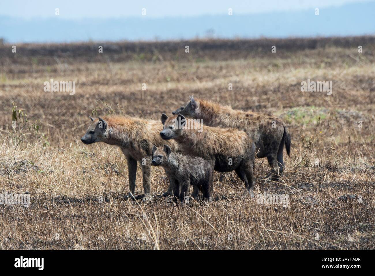 A clan of spotted hyenas (Crocuta crocuta) in the Masai Mara National Reserve in Kenya. Stock Photo