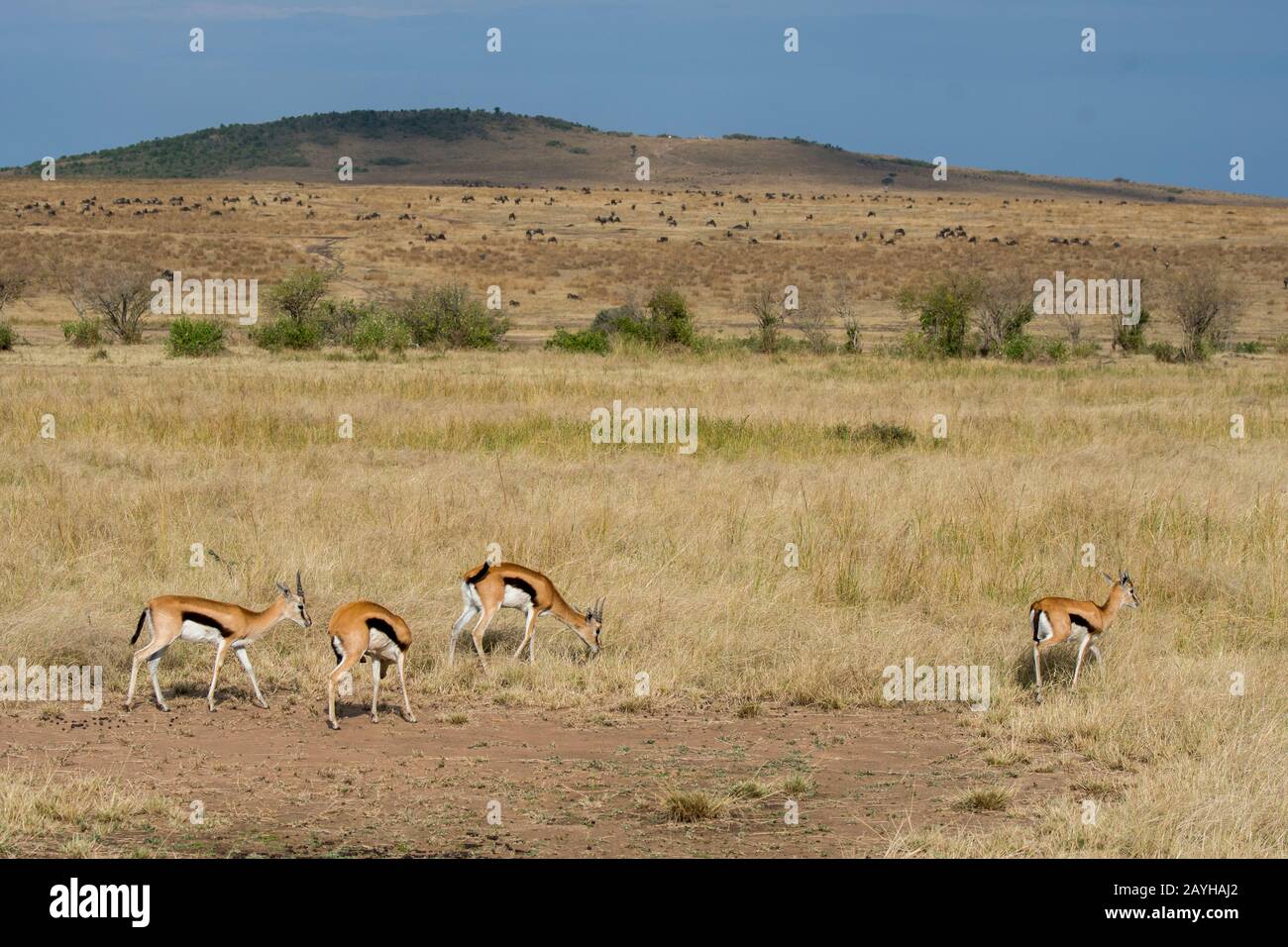 Thomsons gazelles (Eudorcas thomsonii) in the grassland of the Masai ...
