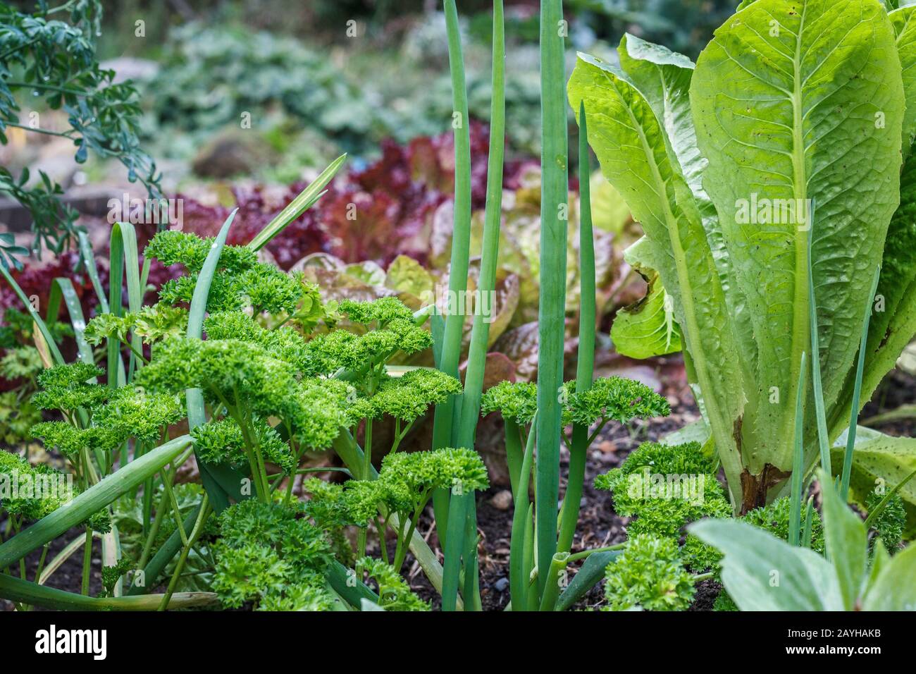 Scallions, parsley and cos (romaine) lettuce grow in a densely planted backyard garden in autumn, with other leafy greens and herbs in the background. Stock Photo