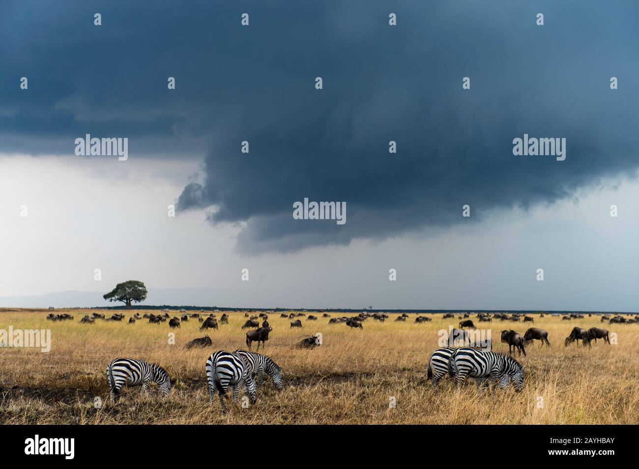 Wildebeests, also called gnus or wildebai, and Plains zebra (Equus quagga, formerly Equus burchellii) also known as the common zebra or Burchells zebr Stock Photo