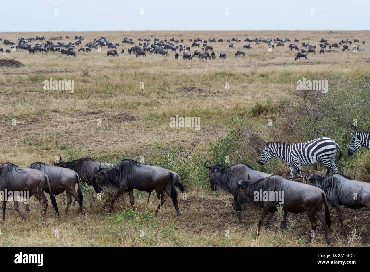 Wildebeests, also called gnus or wildebai, and Plains zebra (Equus quagga, formerly Equus burchellii) also known as the common zebra or Burchells zebr Stock Photo