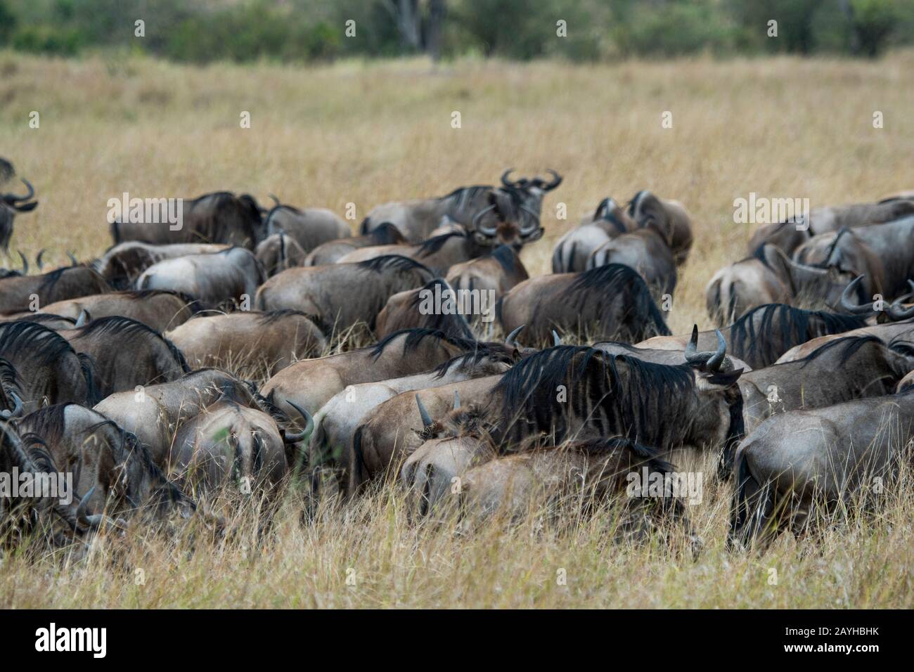 Wildebeests, also called gnus or wildebai, migrating through the grasslands towards the Mara River in the Masai Mara in Kenya. Stock Photo