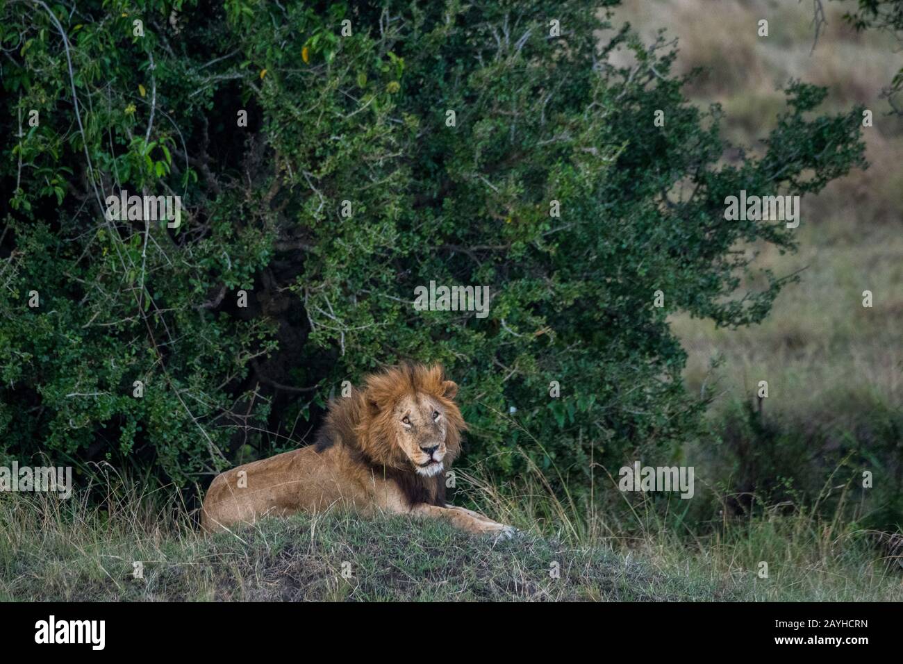 A male lion (Panthera leo) is resting in the Masai Mara National ...
