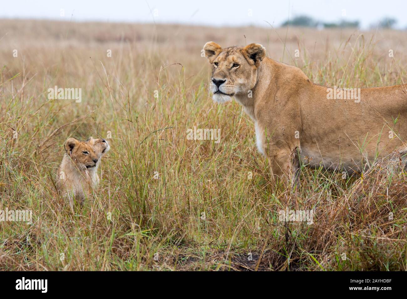 A lioness (Panthera leo) with two cubs in the high grass in the Masai ...