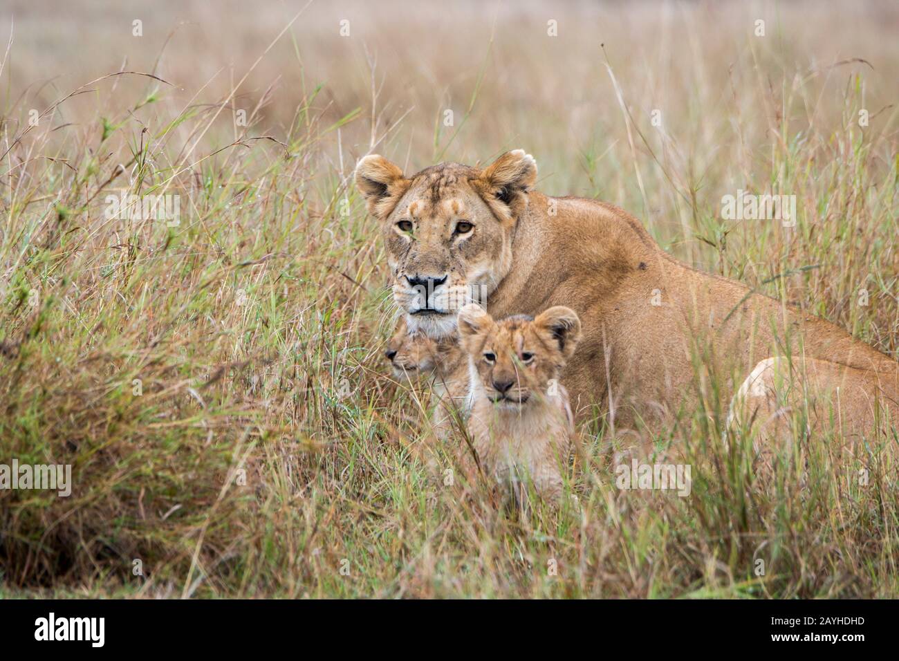A lioness (Panthera leo) with two cubs in the high grass in the Masai ...