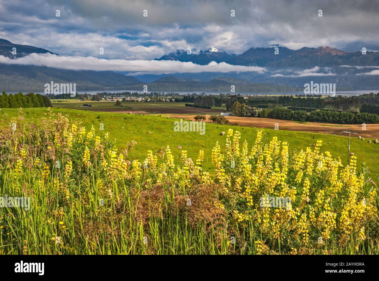 Russell lupines, Murchison Mountains, Fiordland National Park, Te Anau in dist, from Ramparts Road, Southland Region, South Island, New Zealand Stock Photo