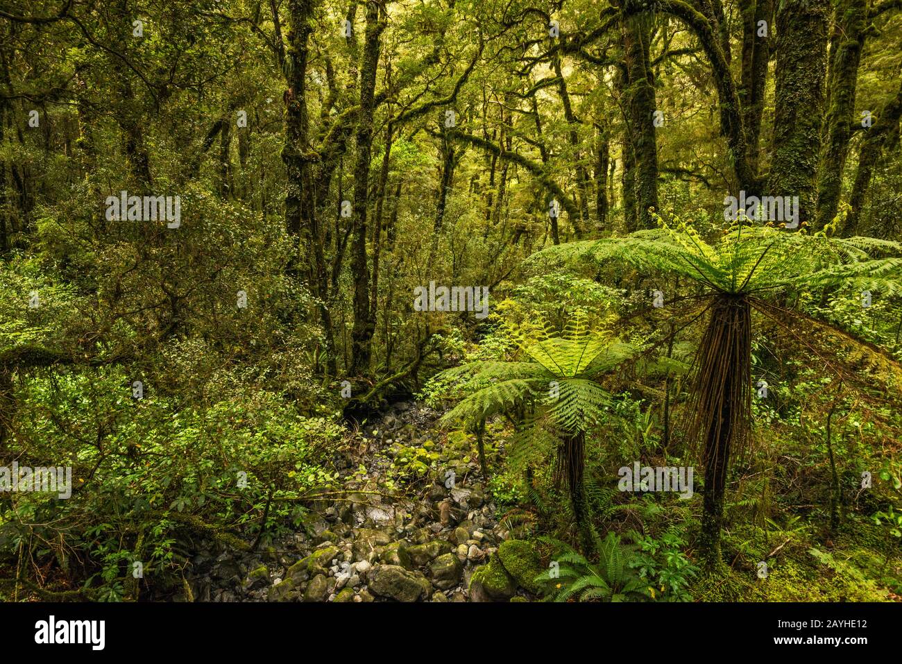 The chasm fiordland hires stock photography and images Alamy