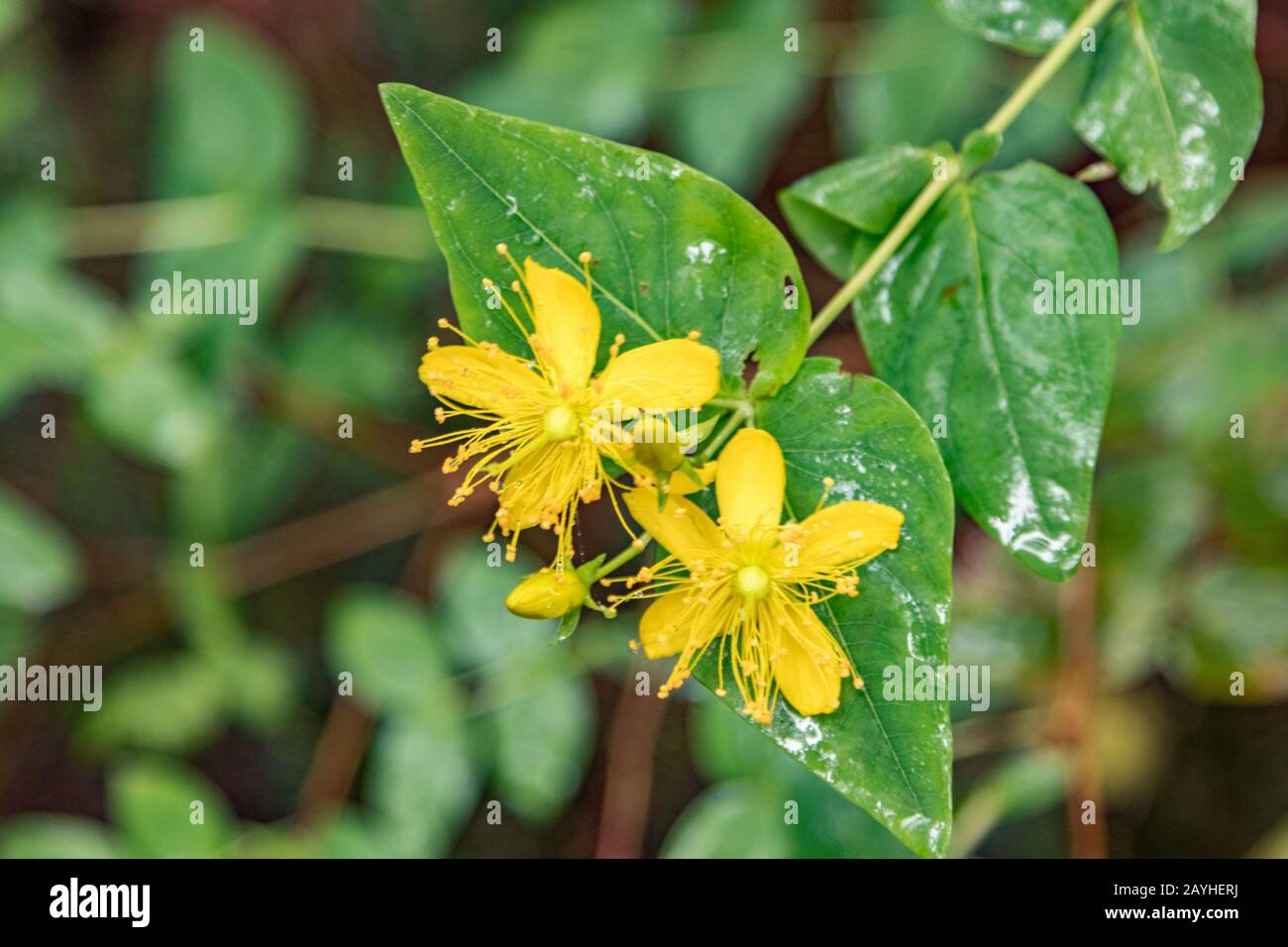 Close up selective focus. Bloomy species of Hypericum known by the common name Canary Islands St. Johns wort. Forest in the blurred background. Nation Stock Photo