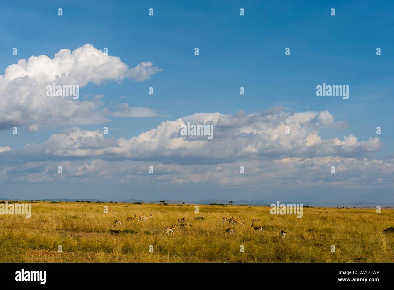 Thomsons gazelles (Eudorcas thomsonii) in the grassland of the Masai ...