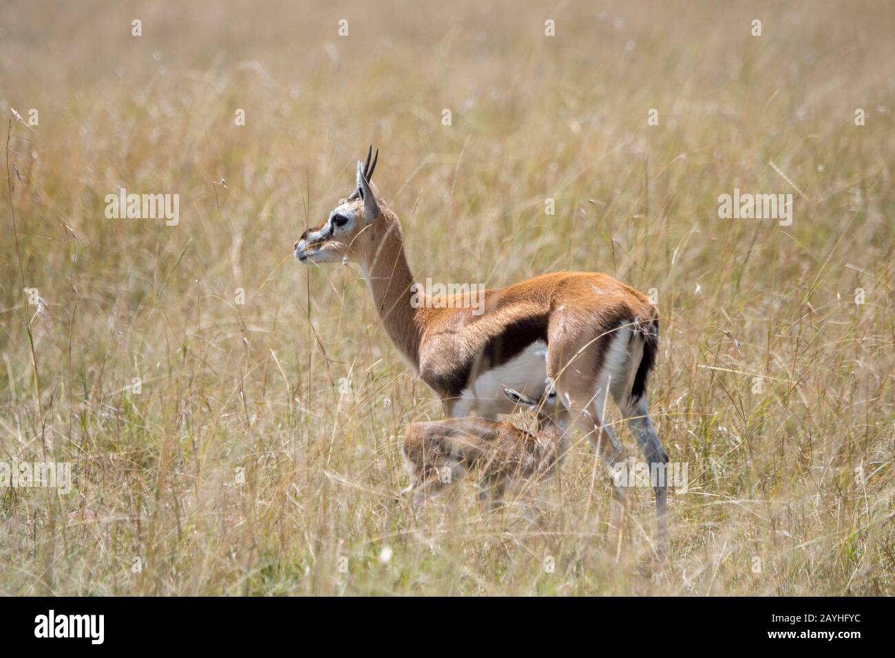 Baby thomsons gazelle hi-res stock photography and images - Alamy