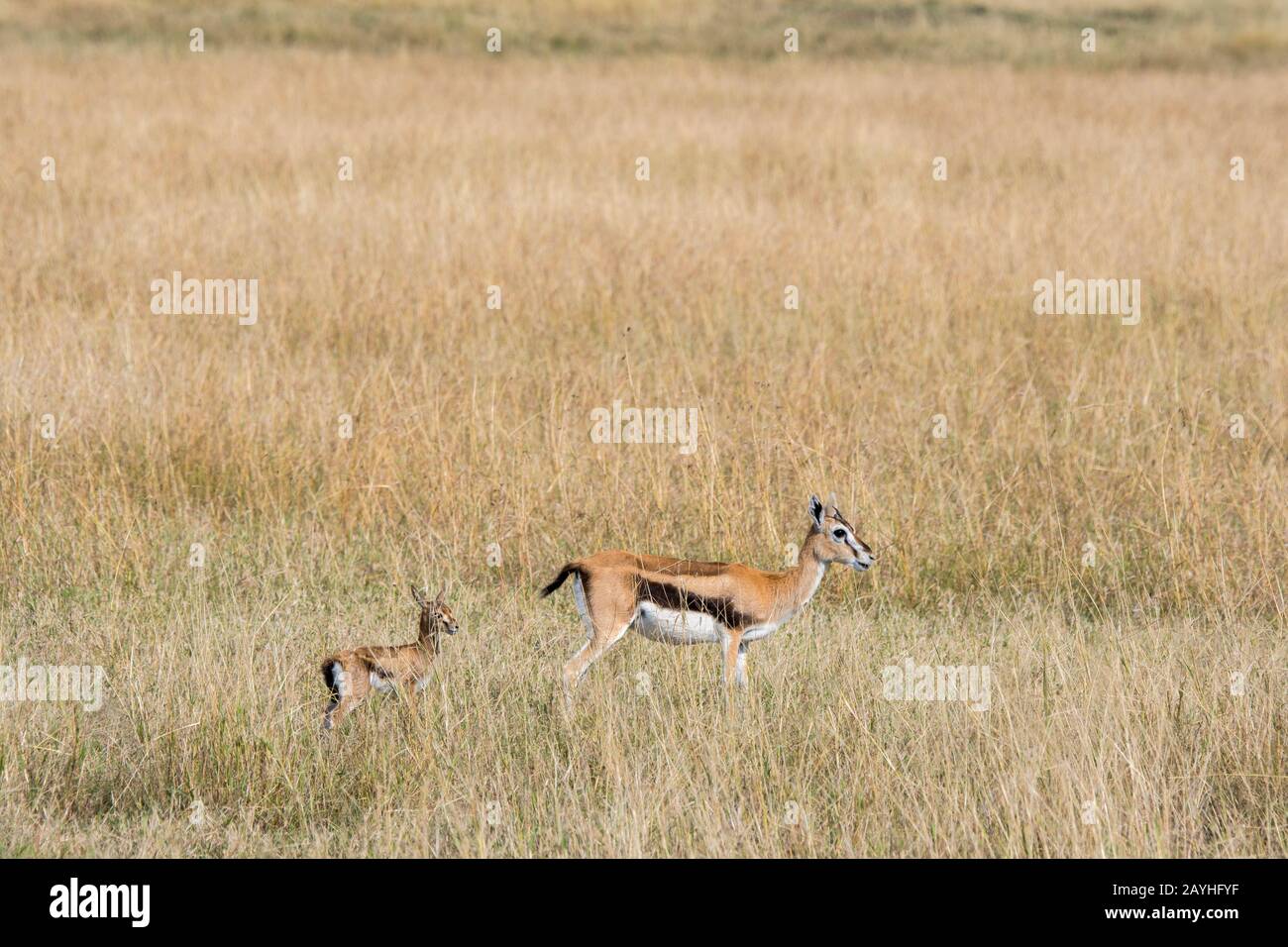 A Thomsons gazelle (Eudorcas thomsonii) with a baby in the grassland of ...