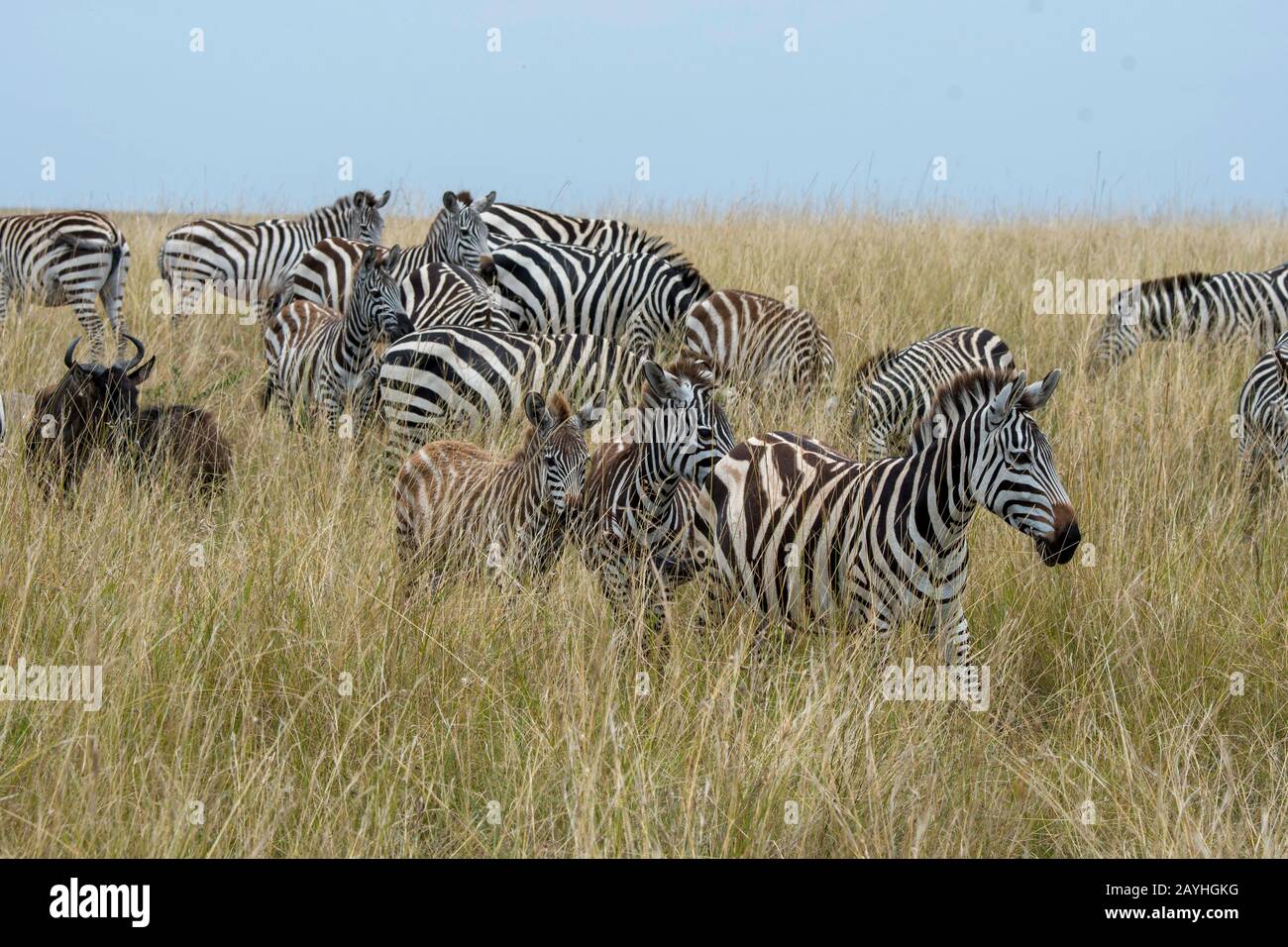 Plains zebras (Equus quagga, formerly Equus burchellii) also known as the common zebra or Burchell's zebra and a Wildebeest, also called gnus or wilde Stock Photo