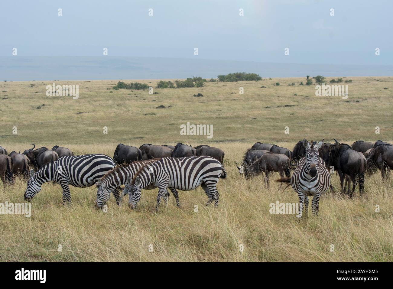 Plains zebras (Equus quagga, formerly Equus burchellii) also known as the common zebra or Burchell's zebra and Wildebeests, also called gnus or wildeb Stock Photo