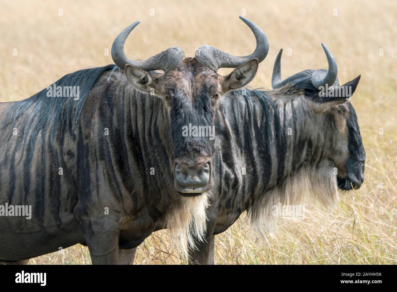 Close-up of a Wildebeest, also called gnus or wildebai, in the grasslands of the Masai Mara in Kenya. Stock Photo