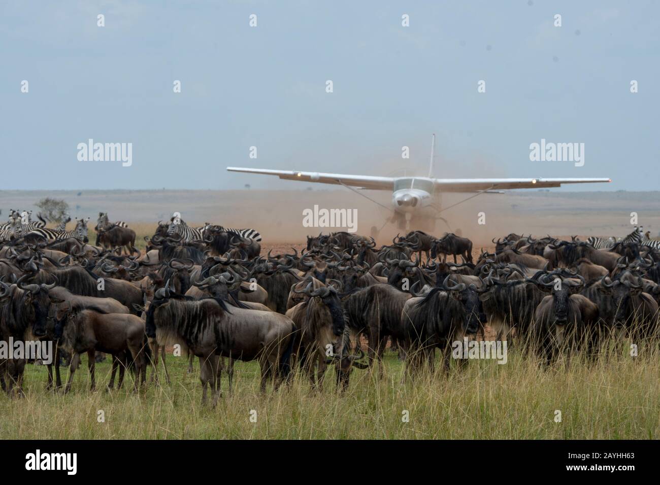 Wildebeests, also called gnus or wildebai, during their annual migration at the Mara Intrepids Camp landing strip in the Masai Mara National Reserve i Stock Photo