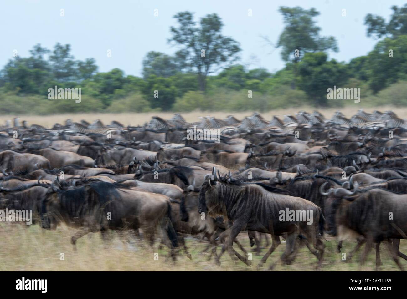 Wildebeests, also called gnus or wildebai, during their annual migration in the grassland of the Masai Mara National Reserve in Kenya. Stock Photo