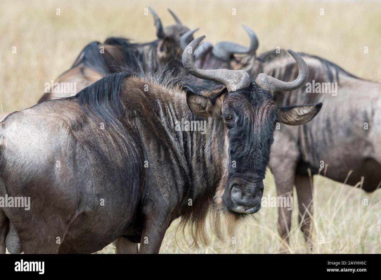Close-up of a Wildebeest, also called gnus or wildebai, in the grasslands of the Masai Mara in Kenya. Stock Photo