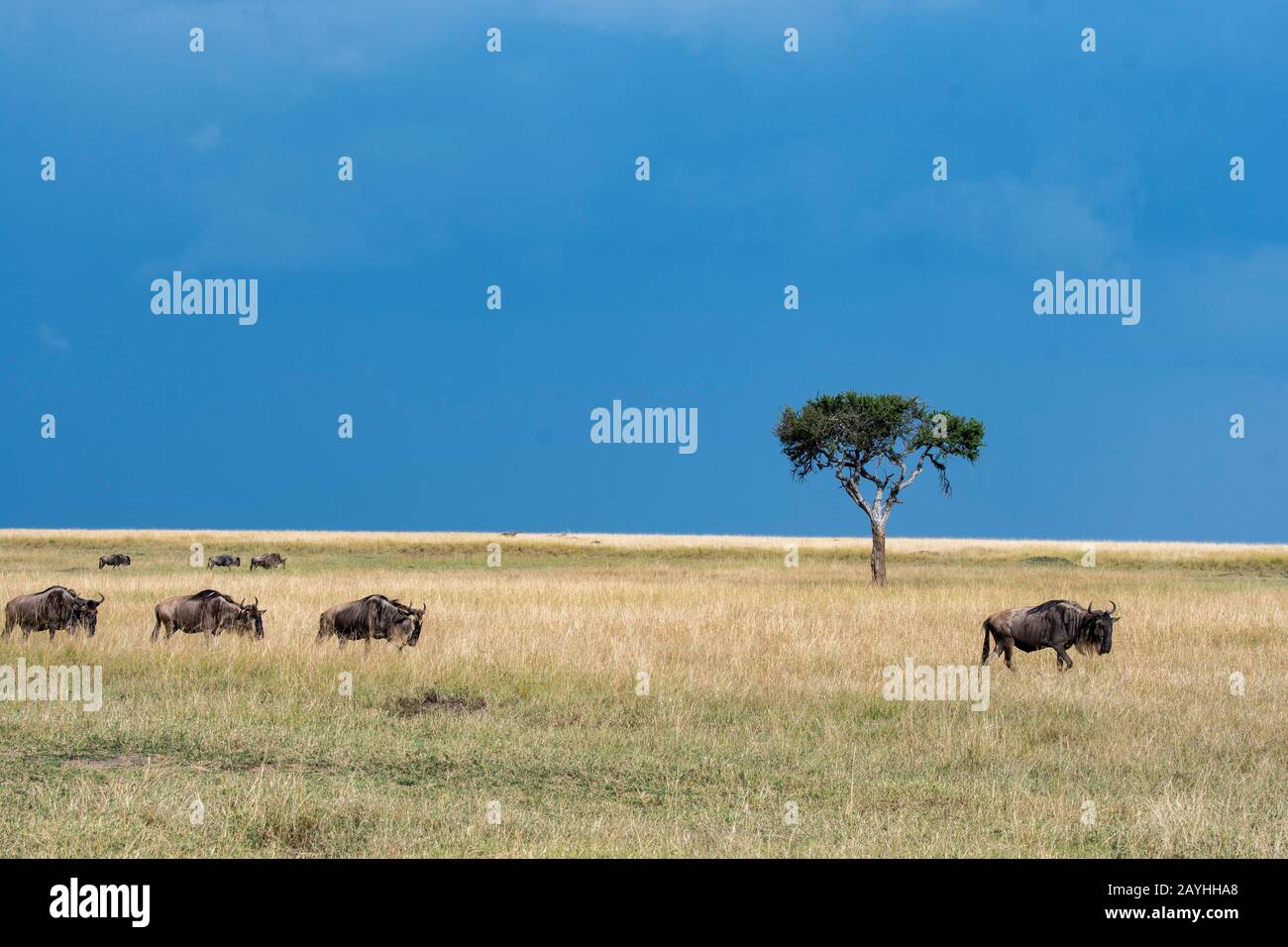Wildebeests, also called gnus or wildebai, during their annual migration in the grassland of the Masai Mara National Reserve in Kenya. Stock Photo