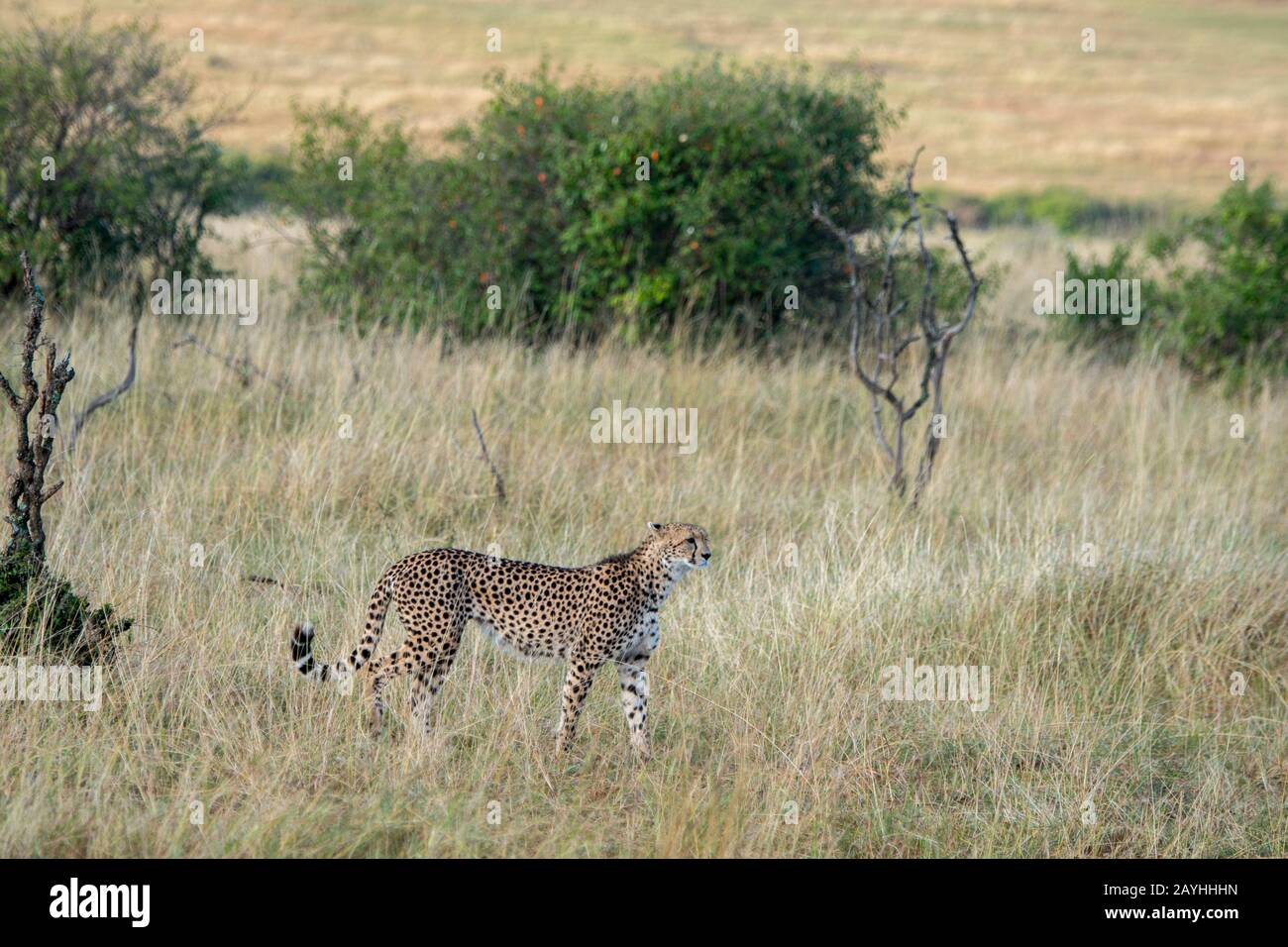 A Cheetah (Acinonyx jubatus) is hunting in the grassland of the Masai Mara National Reserve in Kenya. Stock Photo