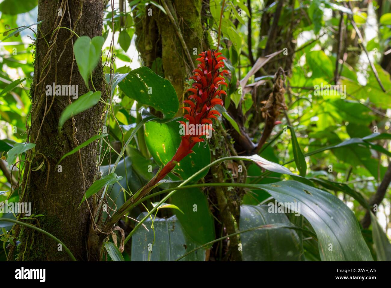 A flowering bromeliad plant is growing on a tree in the cloud forests at Mindo, near Quito