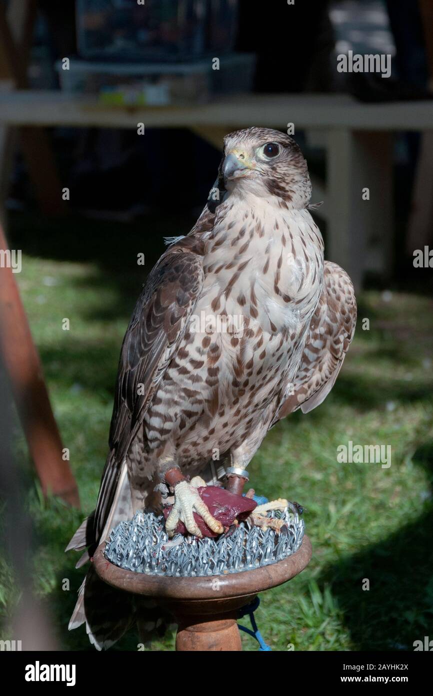 Falcon in city park, outdoors, portrait close-up Stock Photo - Alamy