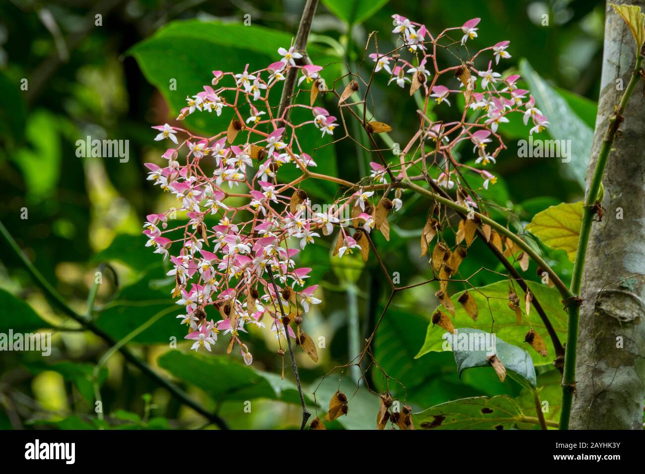 A flowering begonia plant in the cloud forests at Mindo, near Quito, Ecuador. Stock Photo