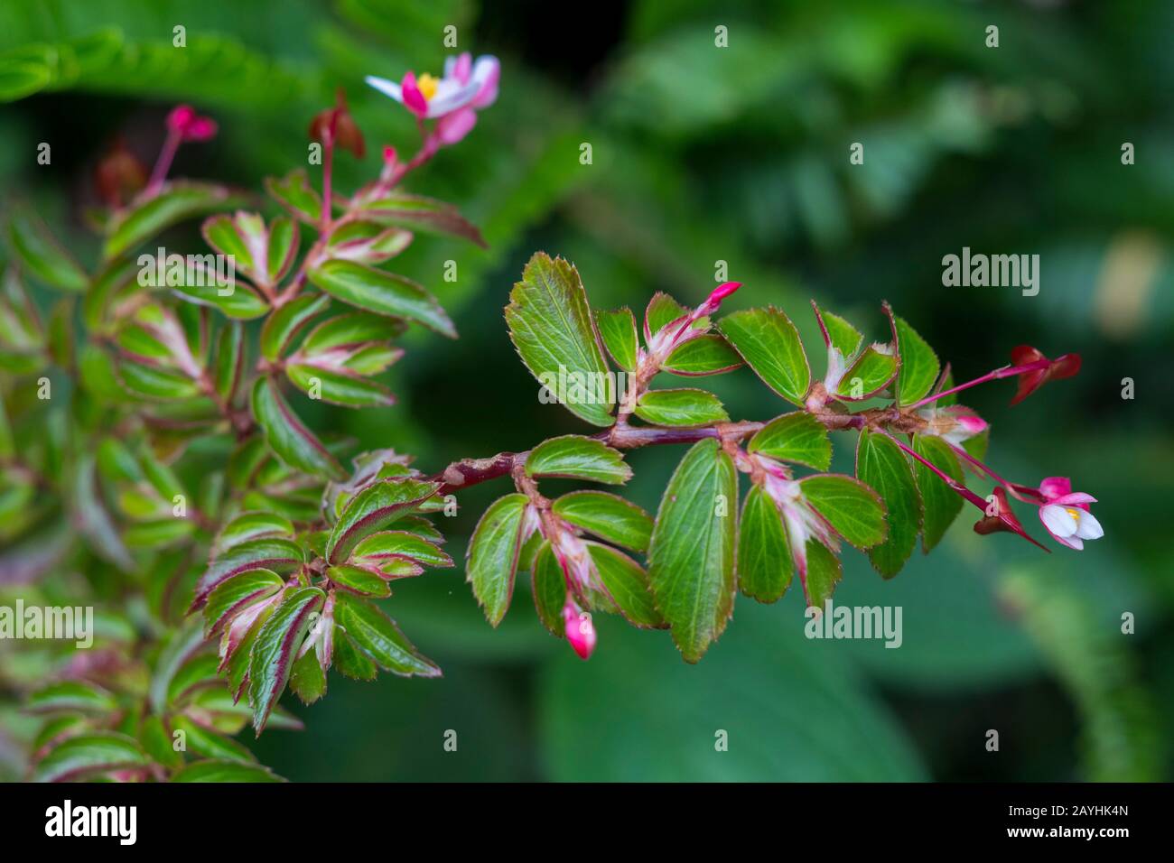 A flowering begonia plant in the cloud forests at Mindo, near Quito, Ecuador. Stock Photo