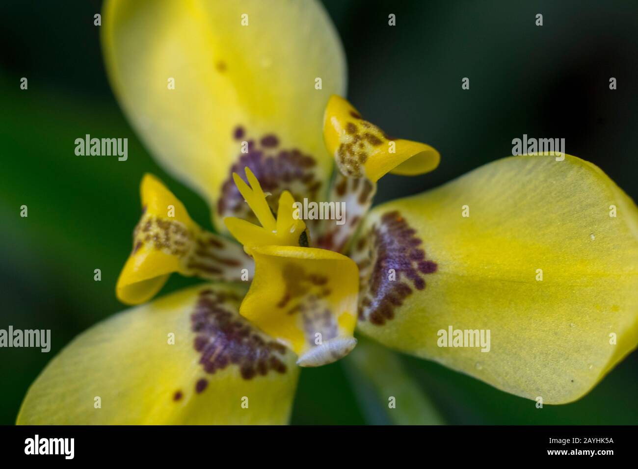 A plant with light yellow, iris like flowers with vivid maroon blotches and iris like foliage in the cloud forests at Mindo, near Quito, Ecuador. Stock Photo