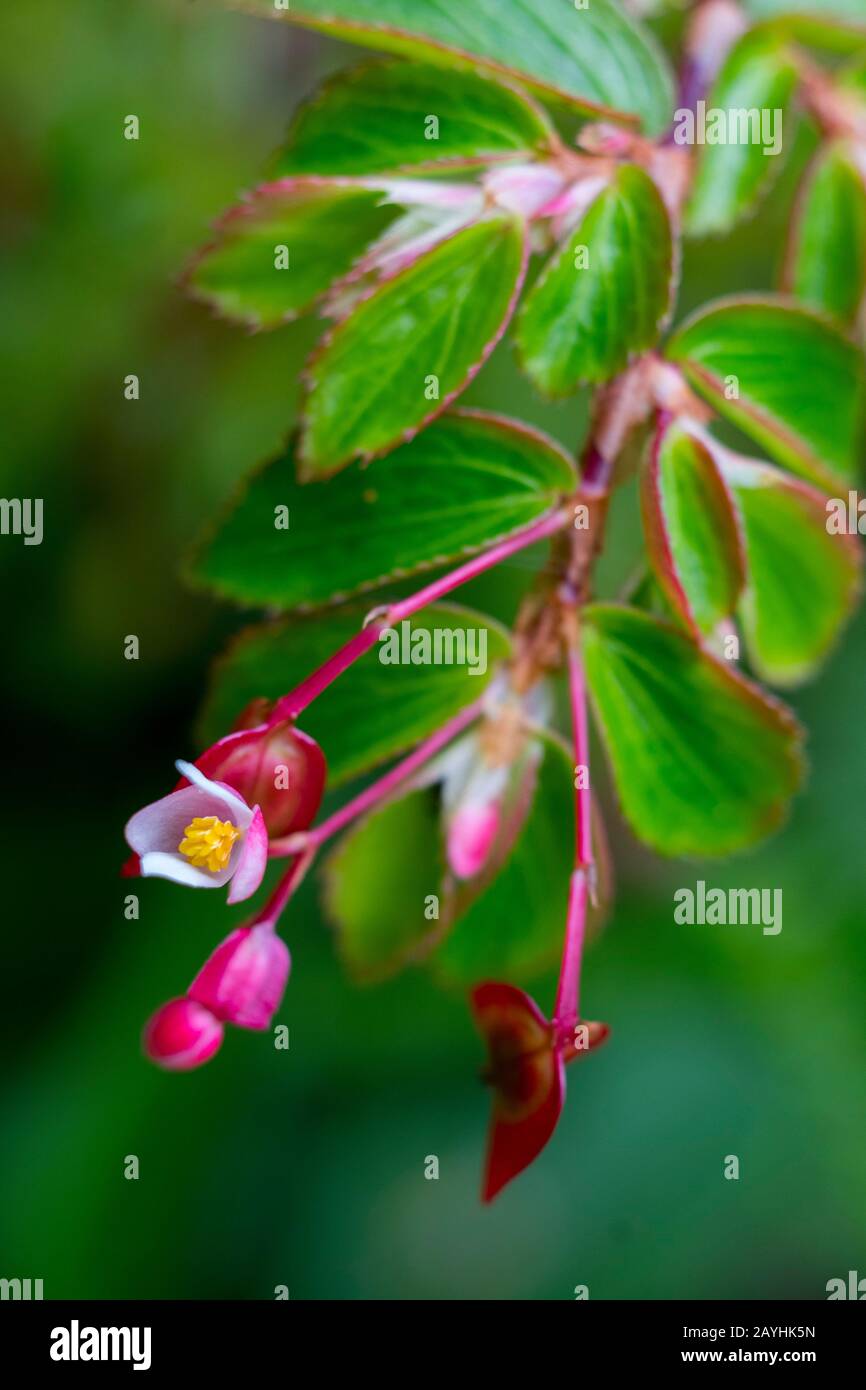 A flowering begonia plant in the cloud forests at Mindo, near Quito, Ecuador. Stock Photo