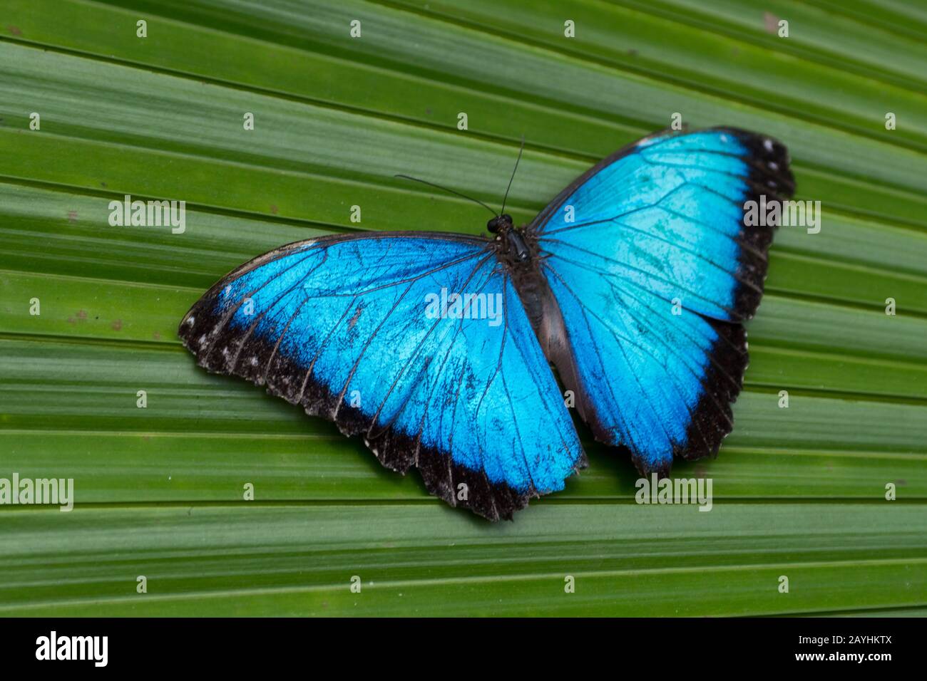 The blue morpho butterfly is among the largest butterflies in the world