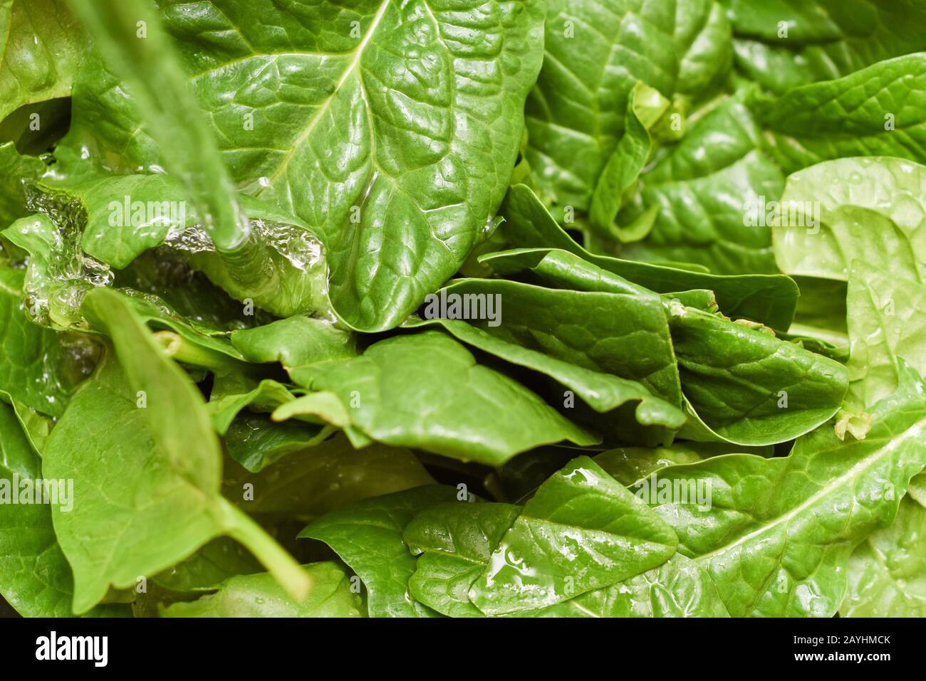 Fresh spinach, organic spinach washed with water, a source of nutrition and vitamins for a