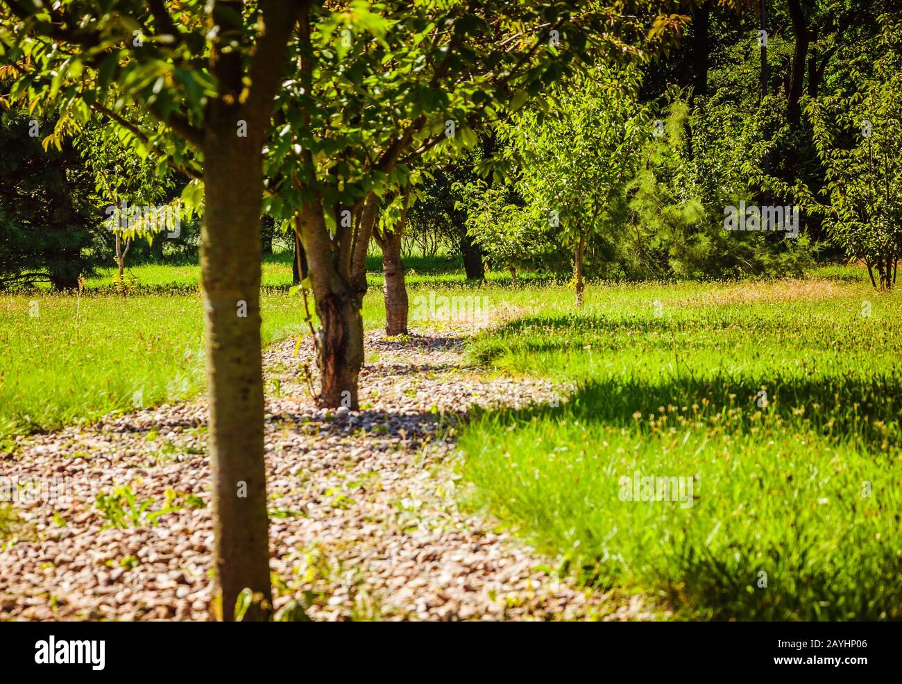 Multiple green trees in a row in a green summer park Stock Photo - Alamy