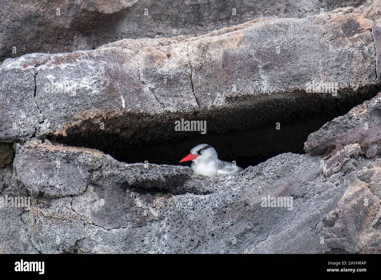 A Red-billed tropicbird (Phaethon aethereus mesonauta) is nesting in a cliff on Genovesa Island (Tower Island) in the Galapagos Islands, Ecuador. Stock Photo
