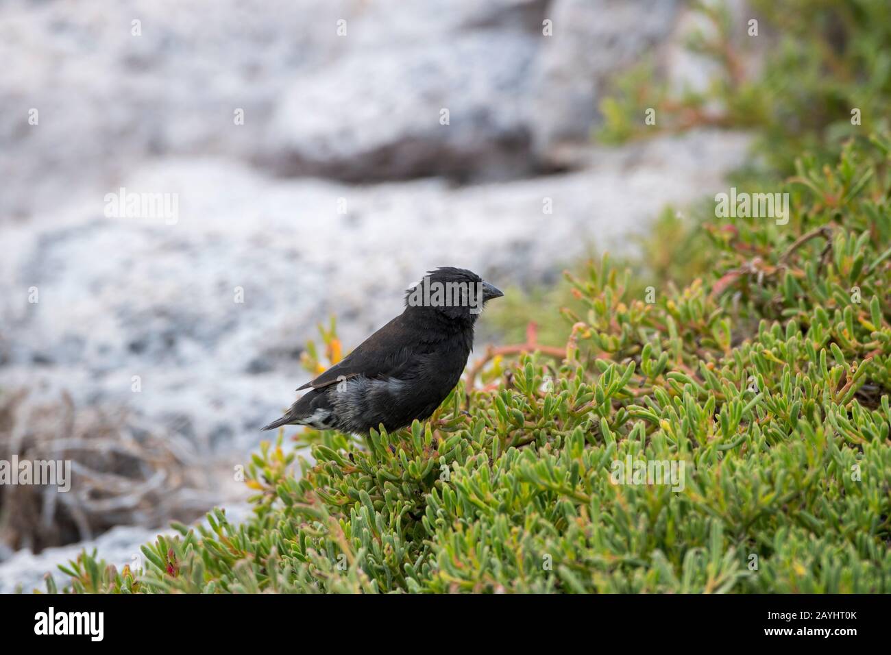 A Medium ground finch (Geospiza fortis) on South Plaza Island in the Galapagos Islands, Ecuador. Stock Photo