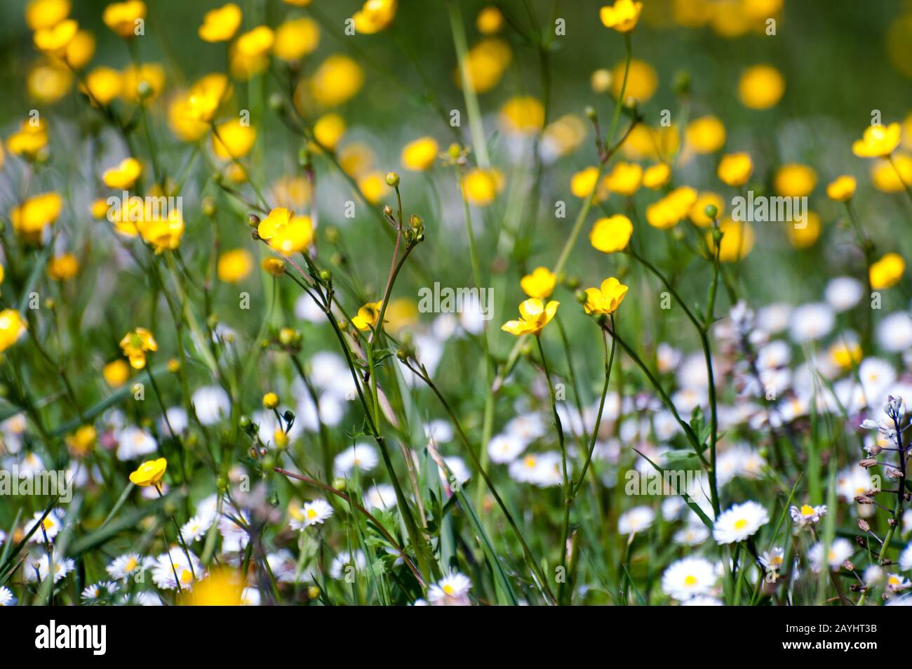 Dandelion daisy flowers hi-res stock photography and images - Alamy