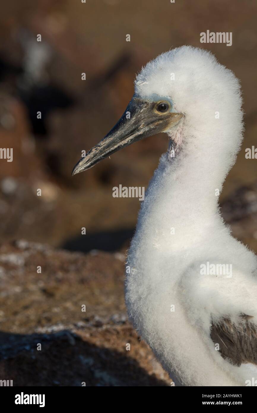 A fluffy blue-footed booby (Sula nebouxii) chick, about 2 months old, at Point Cormorant of Floreana Island in the Galapagos National Park, Galapagos Stock Photo