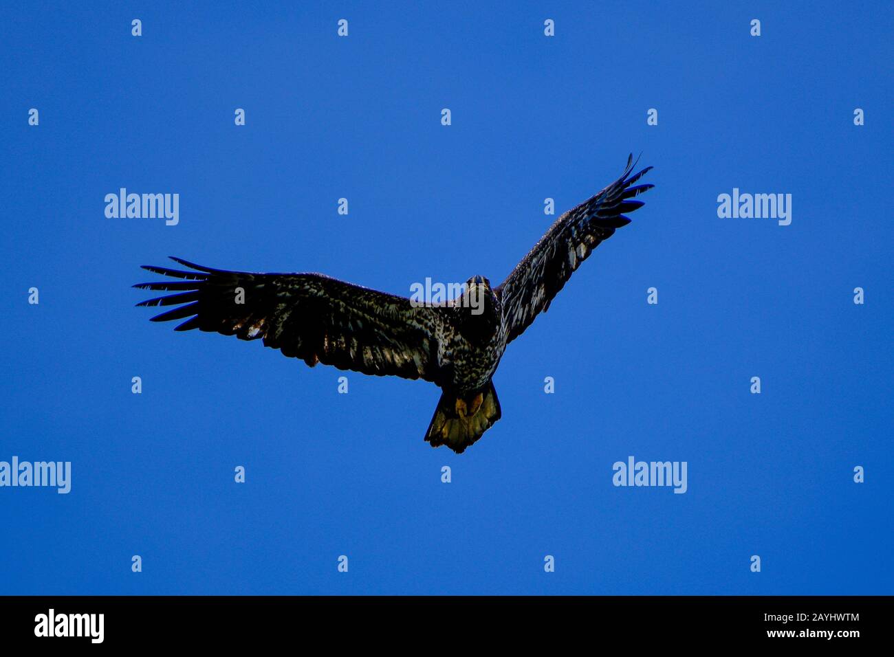 Juvenile bald eagle flying Stock Photo