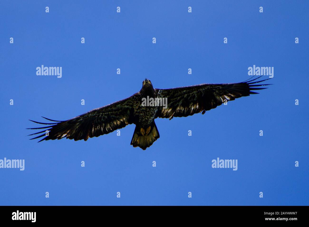 Juvenile Bald Eagle Flying Stock Photo Alamy Juvenile bald eagle flying stock photo alamy