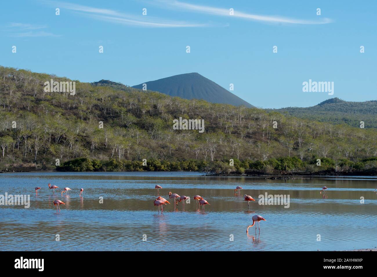 Greater flamingos (Phoenicopterus roseus) feeding in a lagoon at Point Cormorant of Floreana Island in the Galapagos National Park, Galapagos Islands, Stock Photo