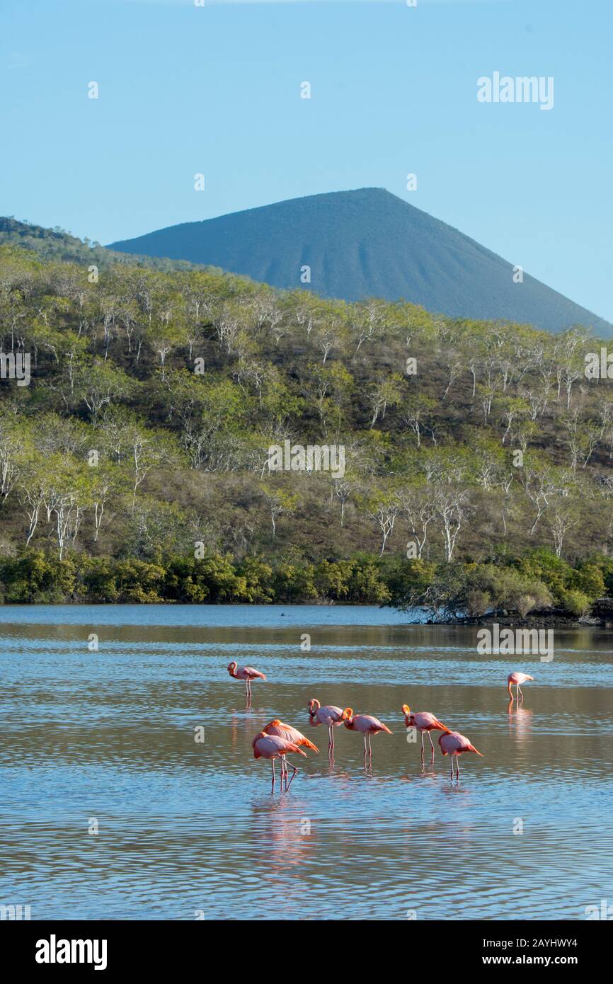 Greater flamingos (Phoenicopterus roseus) feeding in a lagoon at Point Cormorant of Floreana Island in the Galapagos National Park, Galapagos Islands, Stock Photo