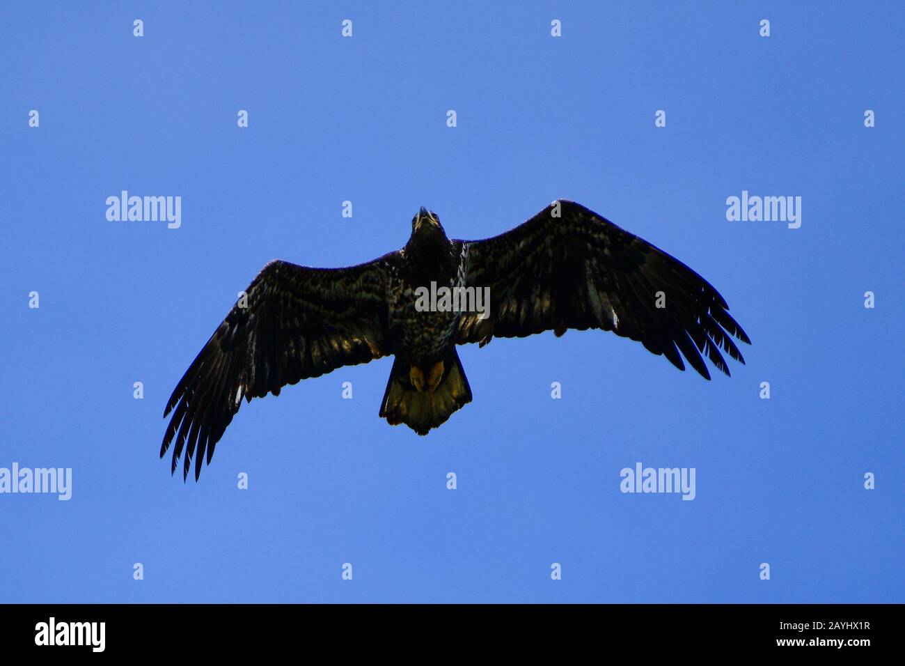 Juvenile bald eagle flying Stock Photo