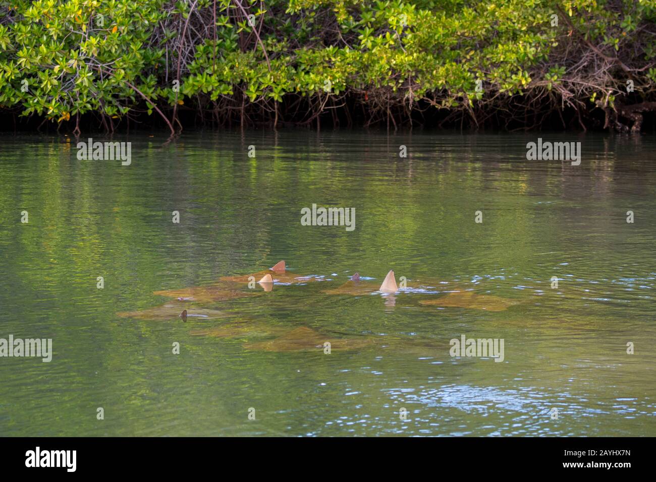 Golden rays (yellow cow-nosed rays) swimming in the shallow waters of ...