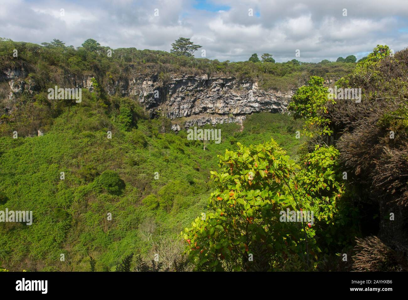A sinkhole (twin craters) in the Scalesia forest (member of the Daisy family or Asteraceae) in the highlands of Santa Cruz Island in the Galapagos Isl Stock Photo